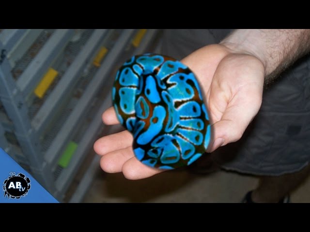 YOU WONT BELIEVE THE COLOR OF THESE SNAKES! SnakeBytesTV