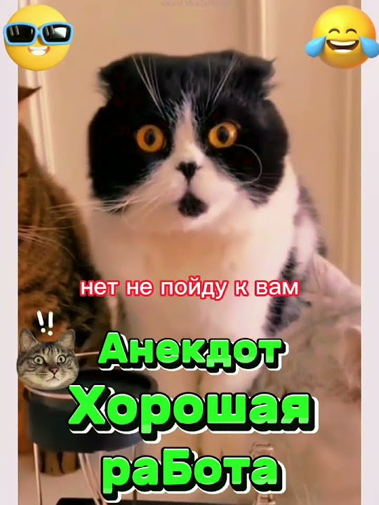 Анекдот про Хорошую работу. #анекдоты #котики #шутки #юмор #приколы # ...