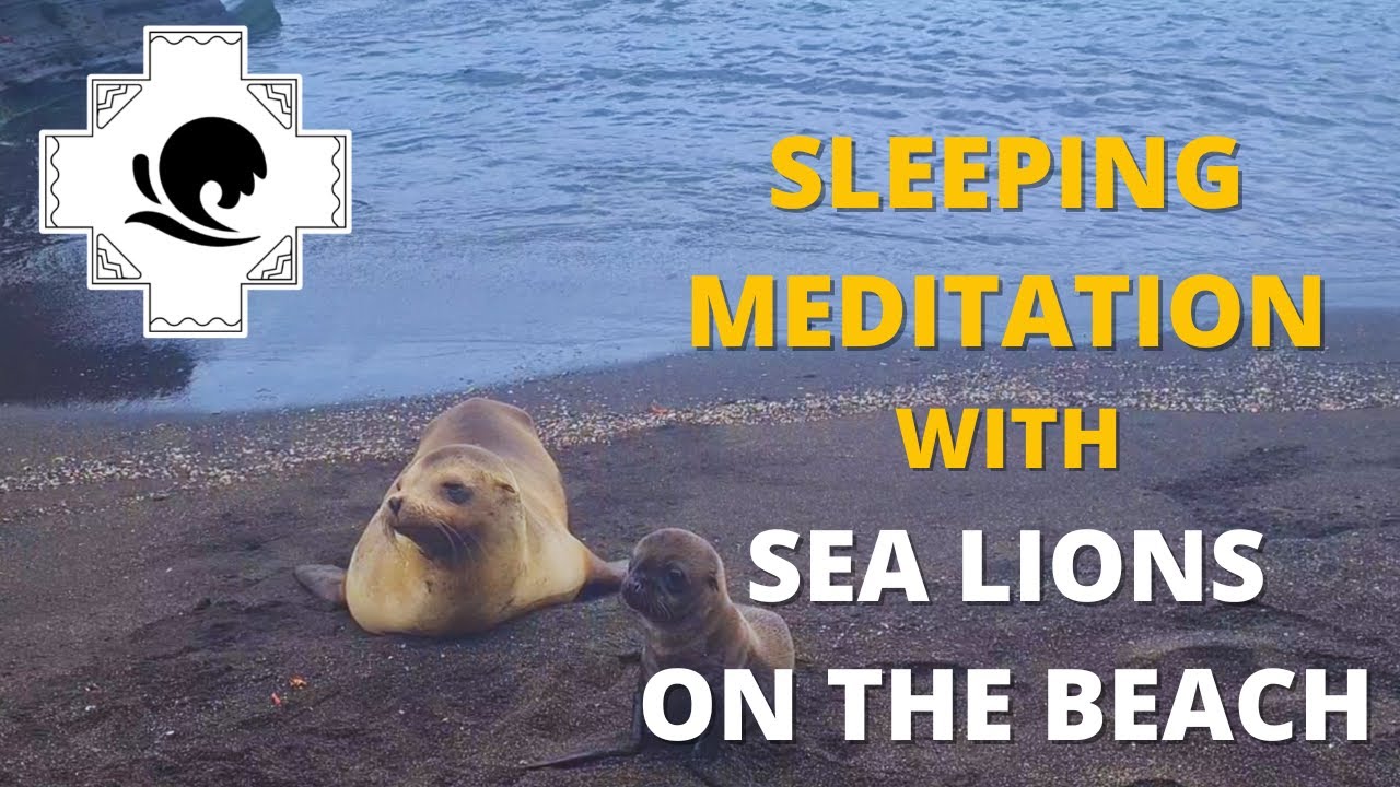 10-hour Sleeping Meditation  😴 with Sea Lions - Relax - Connect with Nature, Raise Your Vibration 😊
