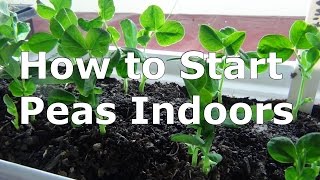 Planting Peas From Seeds Indoors Quick And Easy