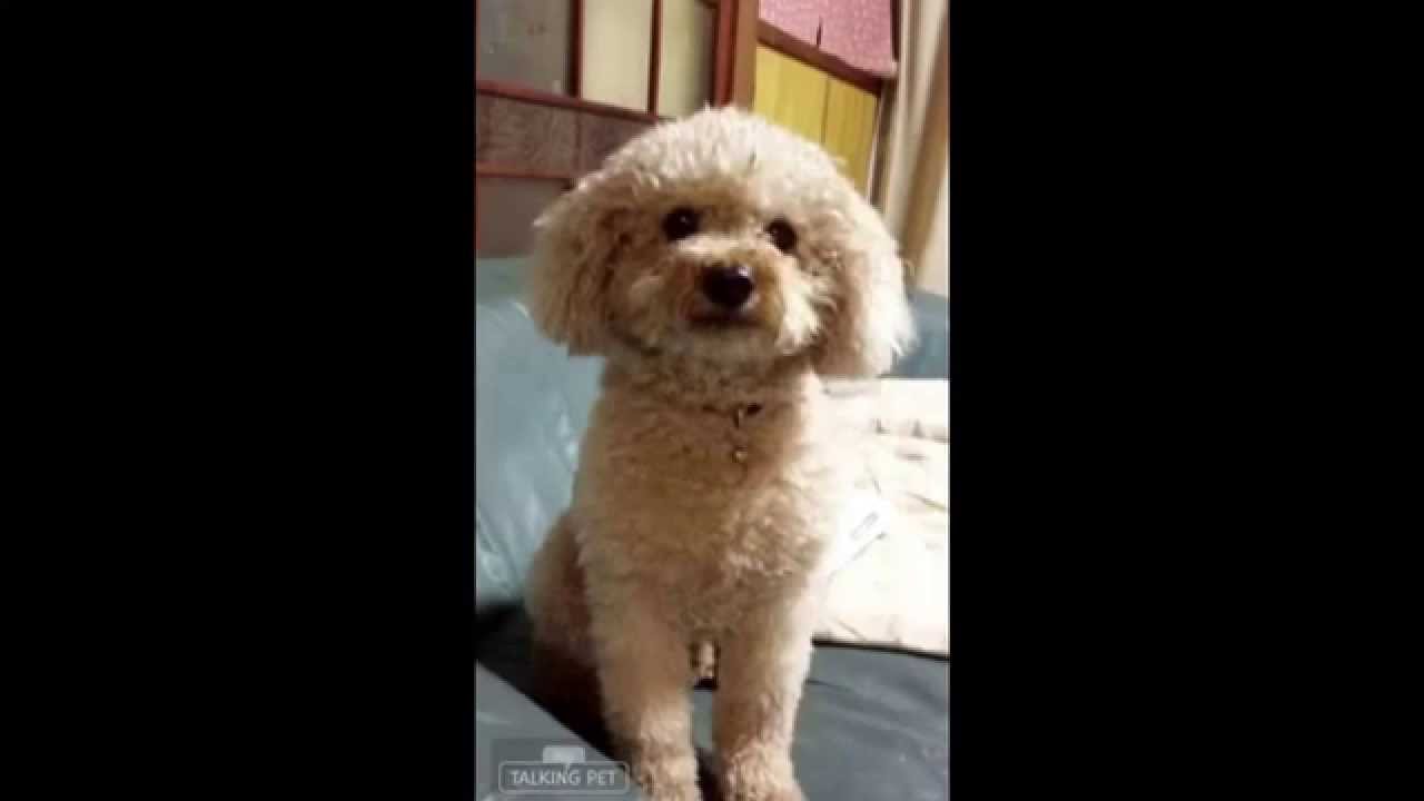 しゃべる特集 宮崎弁でしゃべる犬 Now Youtube