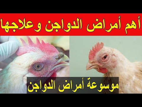 فيديو: أمراض الدجاج. طفيلي