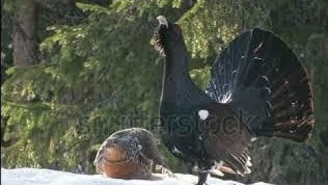 western capercaillie Mating Season Some glimpse|| Mating Rituals Original Sound || Freelancer