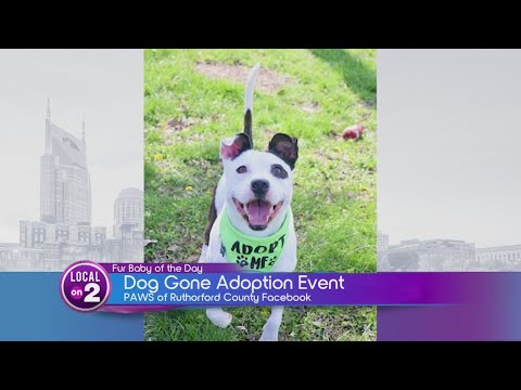 Video: Vă rog împărtășiți! Eveniment special de adopție GRATUITĂ pentru câinii salvați din adăpostul animal din județul Lawrence
