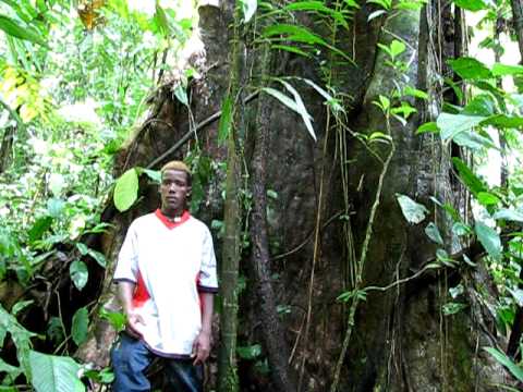 Guayacan Salero (Lecythis ampla, Lecythidaceae) in...