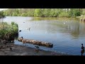 Выводок  диких гусей