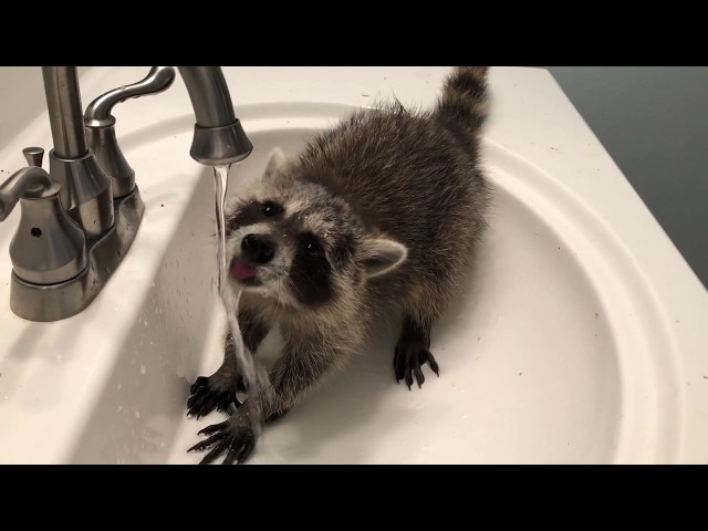 Baby raccoon falls from sink