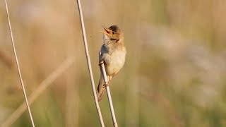 Download Lagu Singing Marsh Warbler 2022 MP3 Download Lagu Singing Marsh Warbler 2022 MP3
