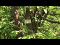 2016 4 26 小石川植物園  満開のハンカチの木 の動画、YouTube動画。