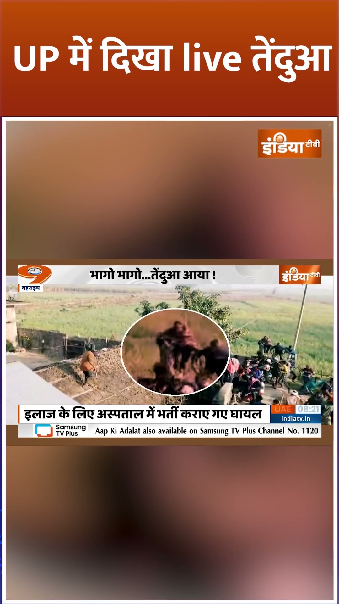 #shorts UP में दिखा live तेंदुआ #bahraichleopard #upnews #indiatv
