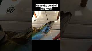 How to use a Tbar to unhook big fish such as Conger Eels Pollack easily and safely
