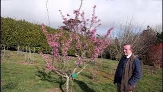 Prunus 'Kursar' and Prunus conradinae