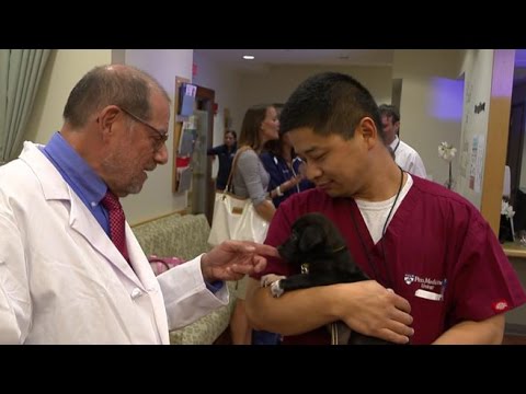 Video: „Pet Scoop“: moteris, sujungta su herojaus vadovo šunimi, paciento reakcija į K9 daro slaugytoją Cry