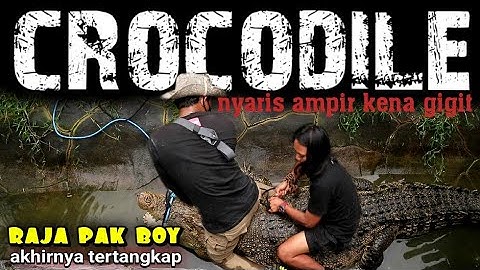 KAKI PANJI HAMPIR KENA G1G1T SAAT MEMINDAHKAN BUAYA MONSTER CROCODILE BERBOBOT 200 KILO