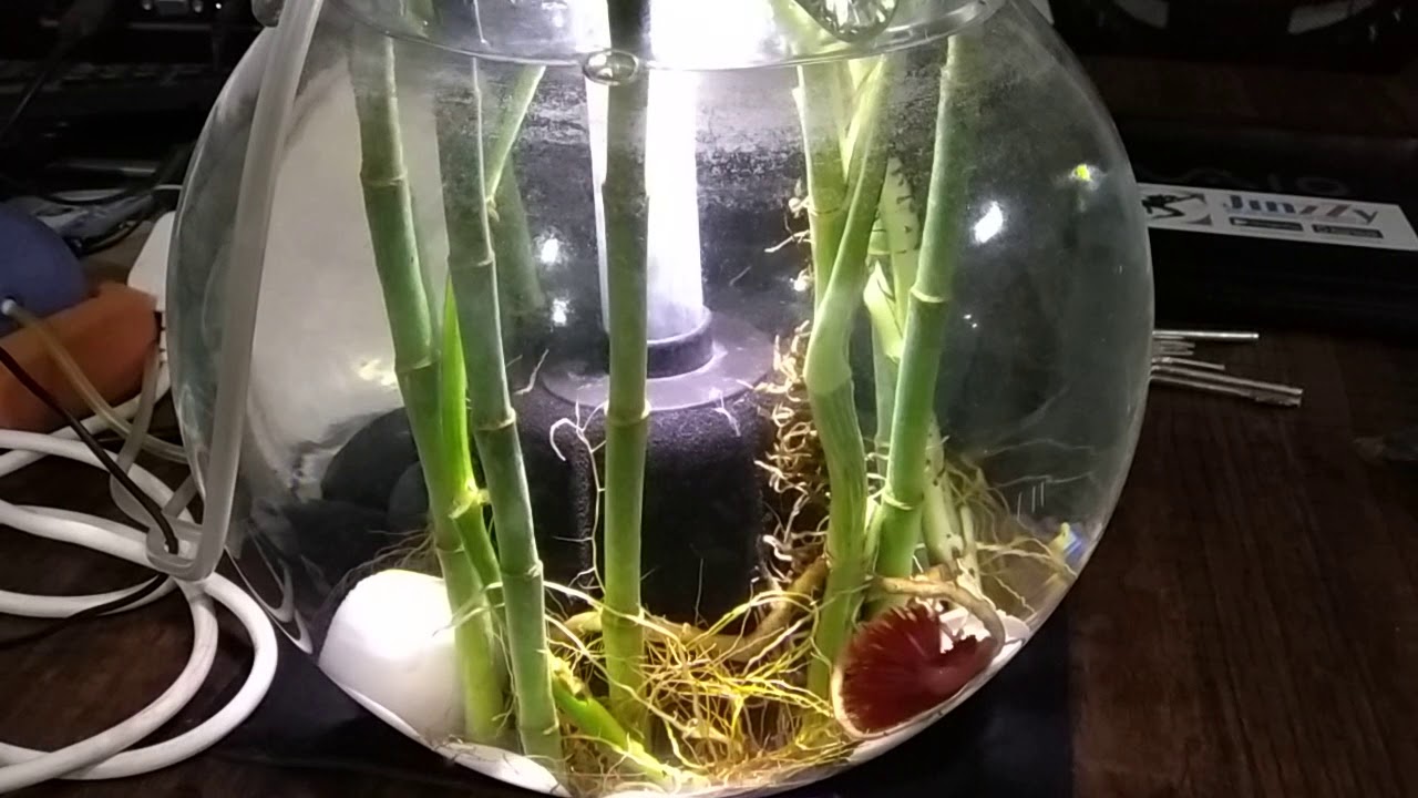 Betta in planted bowl part 2 - YouTube