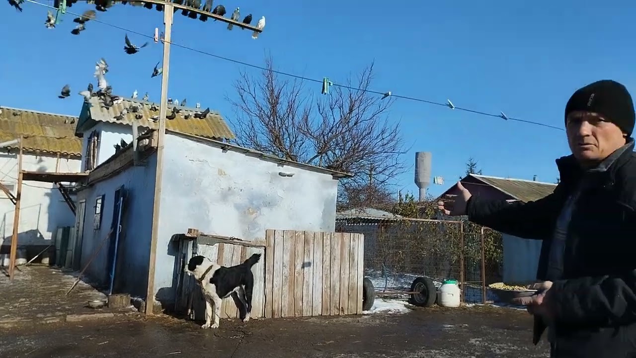Николаевские голуби - с.Загоряновка .Садовый.А.П. ( покойный).( 2023г- декабрь )И словом и делом.