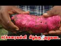 நான்கு வகையான அரிய சர்க்கரை வள்ளி கிழங்கை தனது தோட்டத்தில் வளர்த்து வரும் விவசாயி | Sweet potato