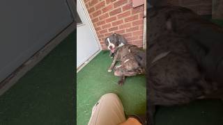 Call came in for two "very aggressive dogs" keeping the calling party trapped in their home #pitbull