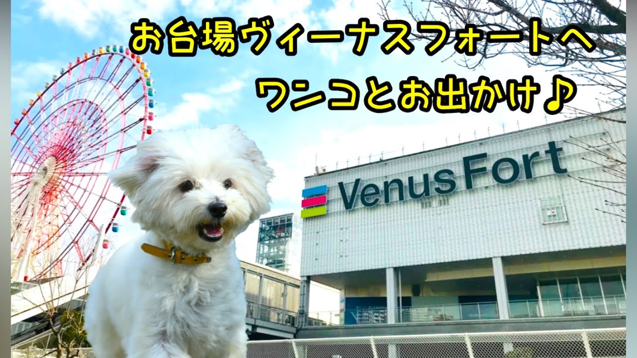 犬とお出かけ お台場ヴィーナスフォートへ Youtube 犬とお出かけ お台場ヴィーナスフォートへ Youtube