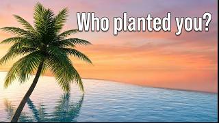 The righteous shall flourish like a Palm Tree