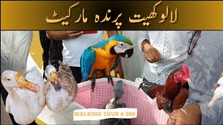 biggest bird market lalukhet | Sunday walking tour # 009 | market update |