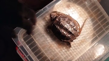 rùa common mai đen sau 5 tháng nuôi