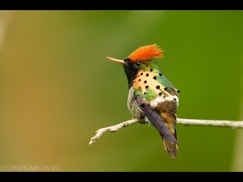 Tufted coquette - Lophornis ornatus