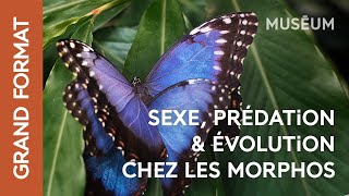 Papillons : à la recherche du morpho bleu