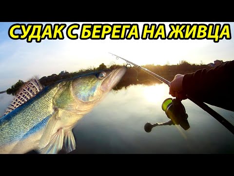 Судак на донки с берега на живца,Рыбалка в ноябре,рыбалка на живца