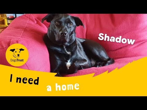 New dog listed for rescue at the Dogs Trust - West Calder - Shadow
