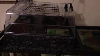 Turtle Topper Review