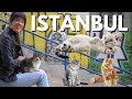 Istanbul travel vlog  cats of istanbul eating ca kebab  the grand bazaar