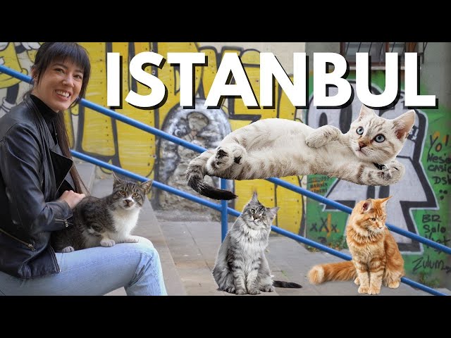 ISTANBUL TRAVEL VLOG | Cats of Istanbul, Eating Cağ Kebab & the Grand Bazaar class=