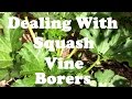 14 Ways to Deal With Squash Vine Borers!