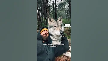 ¿Hay que mirar fijamente a un lobo?