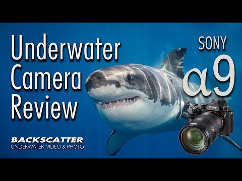 Sony A9 Underwater Camera Review