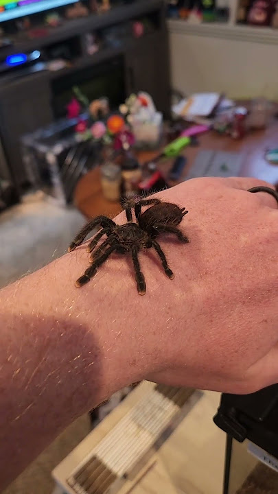 Penelope looking so cute #pinktoetarantula #pink #spider #tarantula #invert #arachnids #follow #fyp