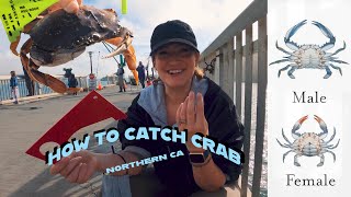 CRABBING 101- *EASY* How to catch CRAB off a dock in Northern CA! We caught a FISH??