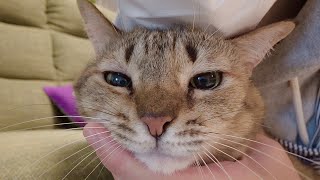治療結果…愛猫の目の痒みの原因は〇〇でした