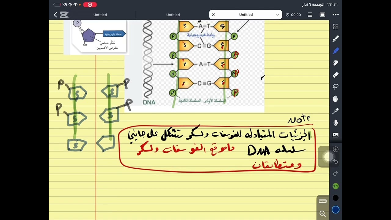 تركيب DNA الجزء الثاني