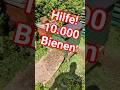 Irre viele Bienen, warum das? #bienen #beekeeper #dunklebiene