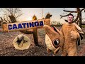 Caatinga | Biomas do Brasil | Ep.6