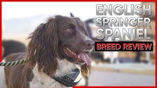 ENGLISH SPRINGER SPANIEL BREED REVIEW