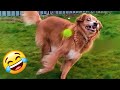 Ultimate DOGS Compilation! Best Ever Cutest PUPPIES Videos 🤣😹