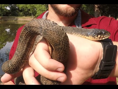 TheNatureNerd: Plain-belly Water Snakes