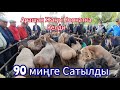 Арашан  Кочкор  90  миңге  Сатылды  Койлор  Кандай  баада