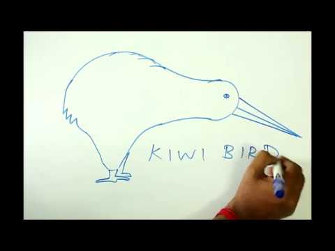 Featured image of post How To Draw A Kiwi For Kids It s great for kids because the knife part is not too sharp but sharp enough for the child to my husband and i were discussing how to peel a kiwi and we disagreed