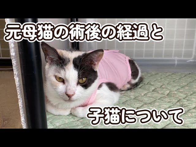 コパークラフト  題名「子猫のママは あたし」 Pippa × Tenma】 Ah, It's a Wonderful Cat Life / 嗚呼