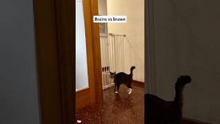 Smart cat 🐱 #funny #cat #funnyvideo #pets