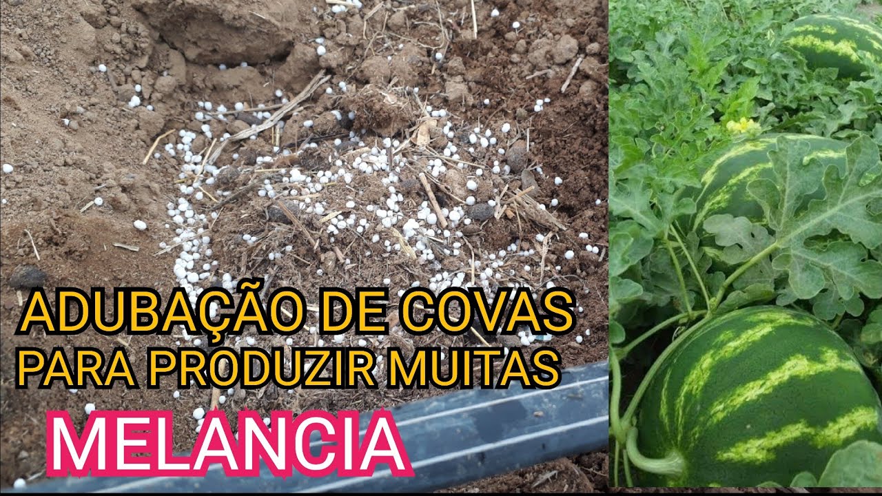 FUNDAÇÃO DA MELANCIA- ADUBAÇÃO DE COVAS PASSO A PASSO